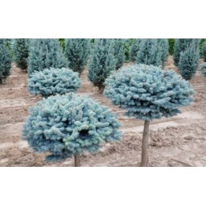 Smrek pichľavý (Picea pungens) ´GLAUCA GLOBOSA´ – výška 60-80 cm, kont.C3L – NA KMIENKU 